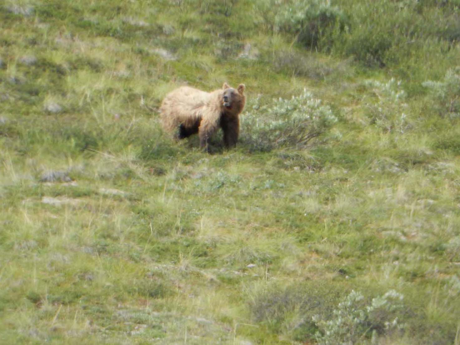 Grizzly Bear of Denali