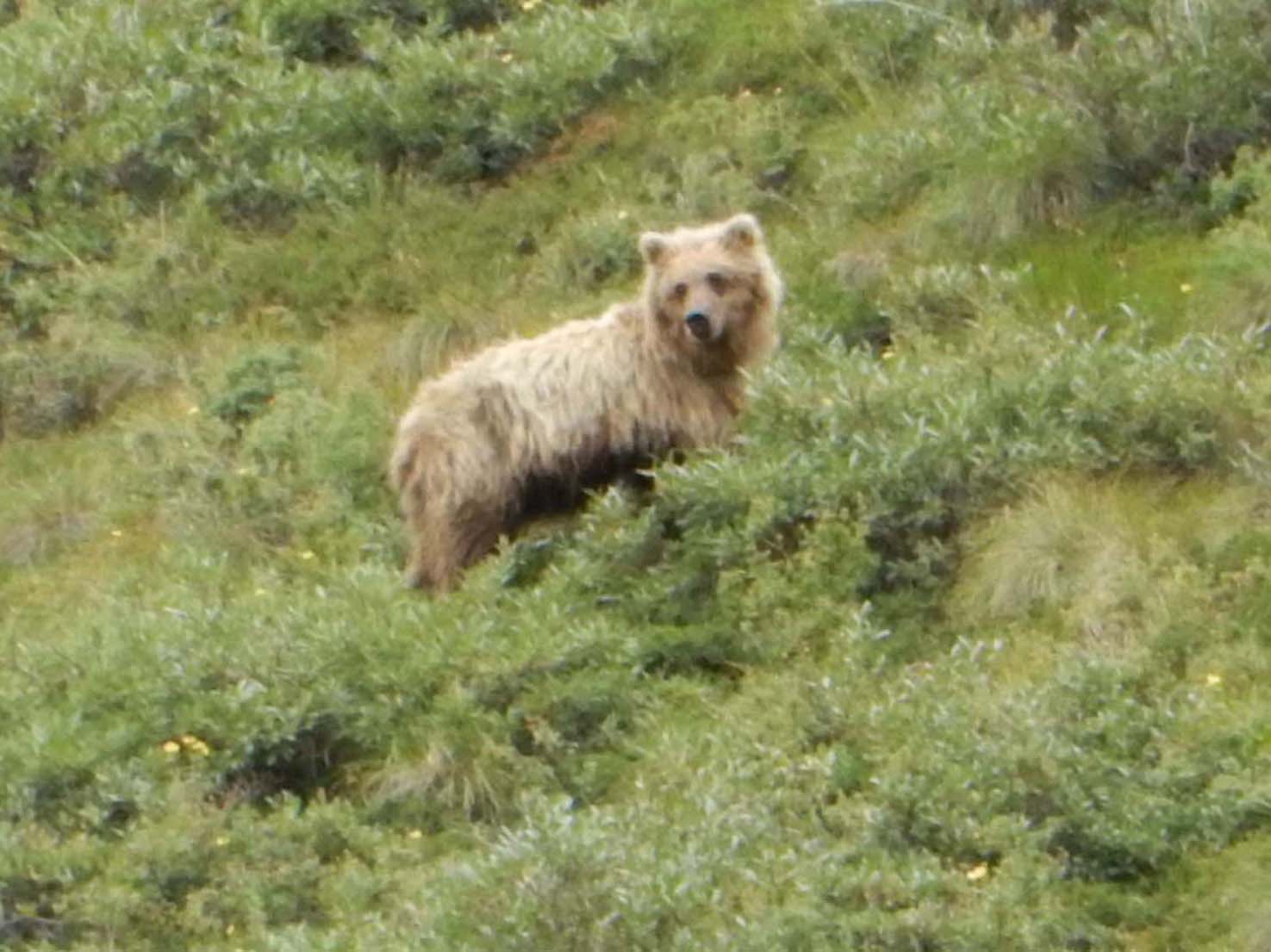 Grizzly Bear of Denali