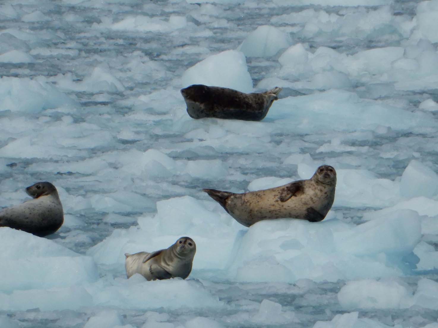 Seals of College Fjord