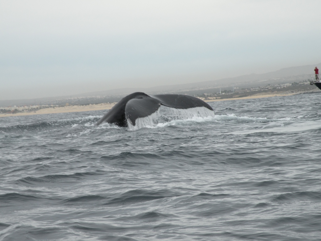 Humpback Whale, Cabo