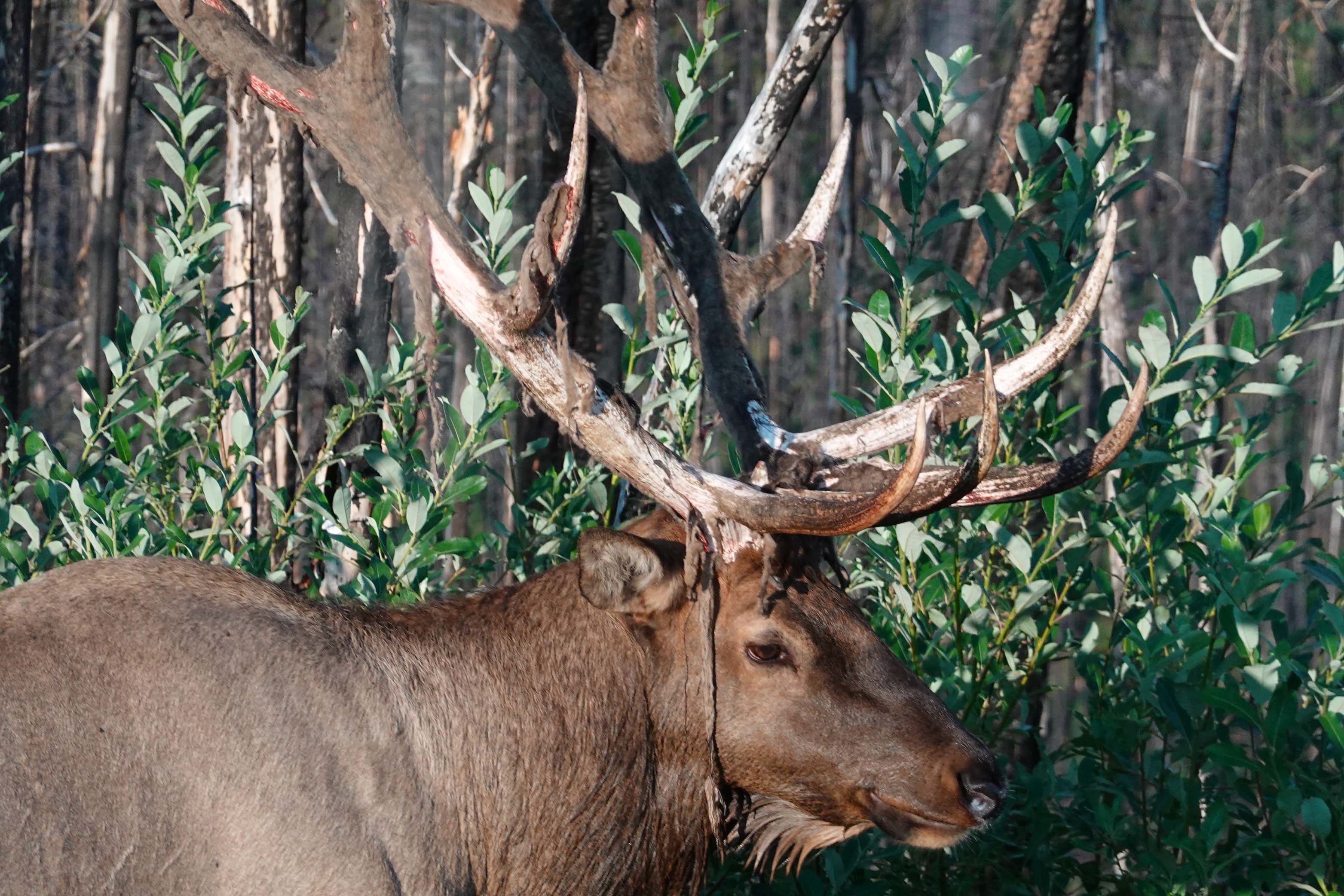 Bull Elk