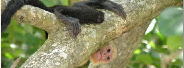 White-Throated Capuchin