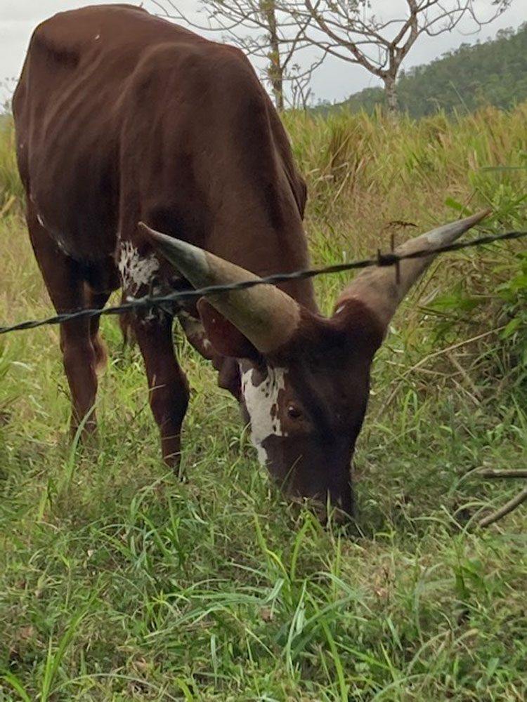 Afican Cow