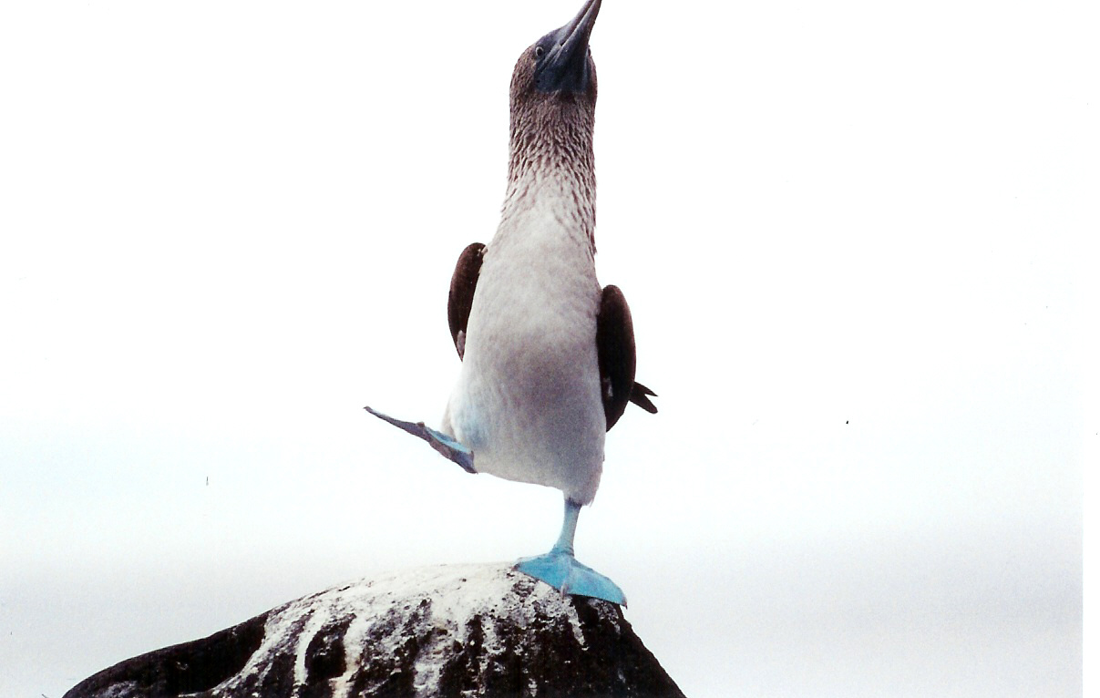 Blue-Footed Booby Dance