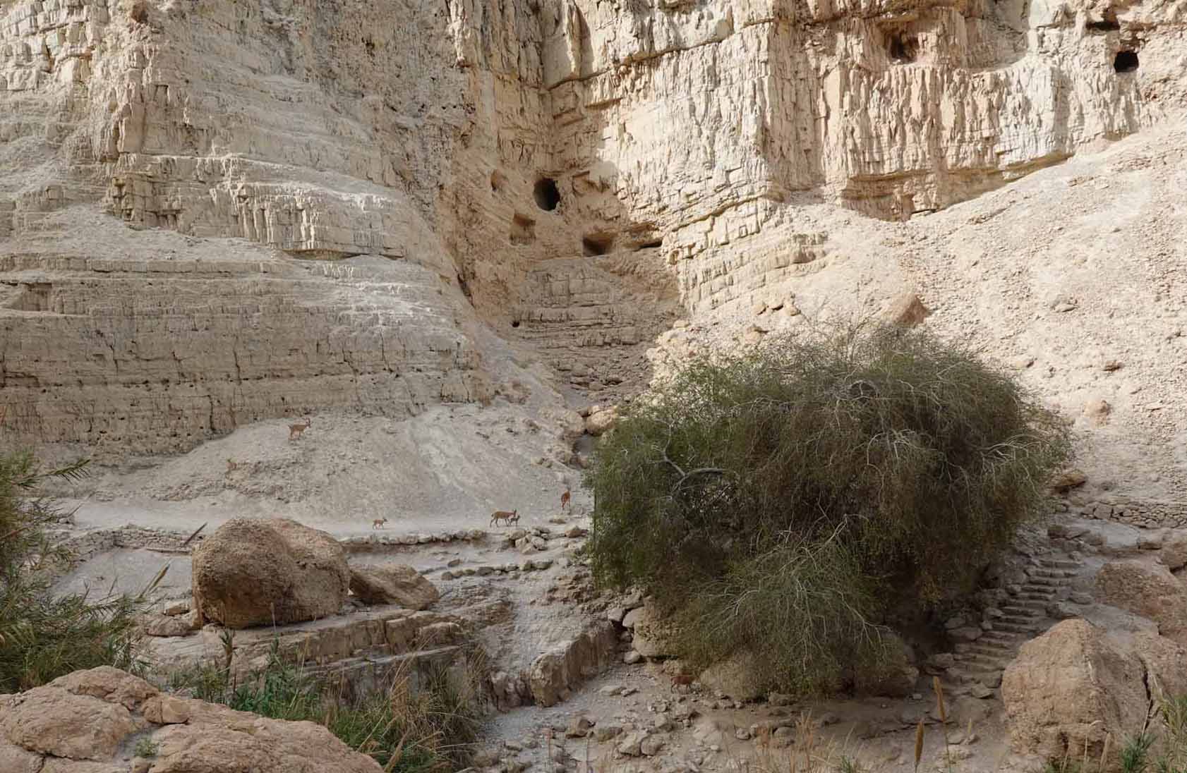 Ibex and Caves of the Ein Gedi Nature Reserve