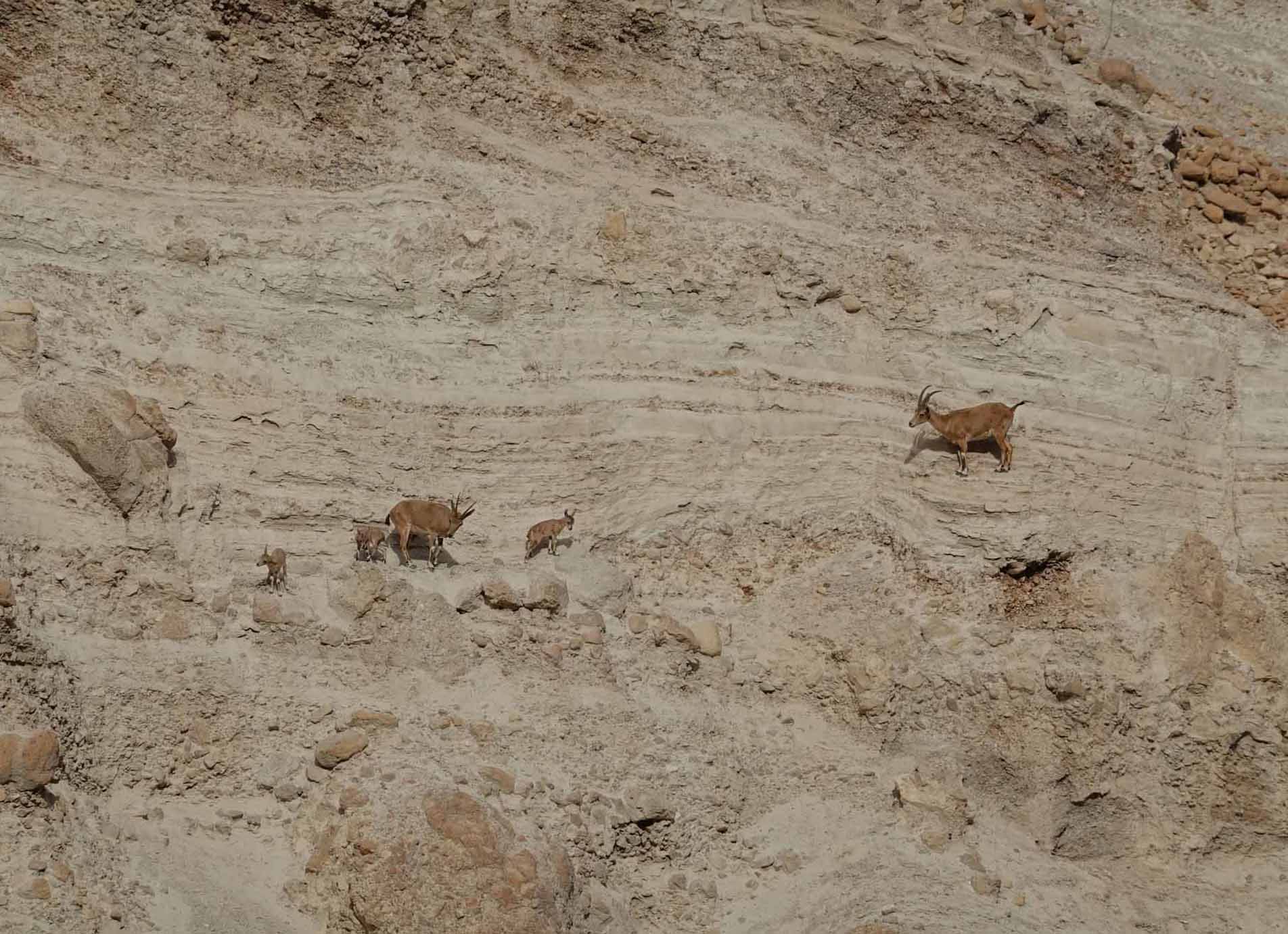 Ibex of the Ein Gedi Nature Reserve