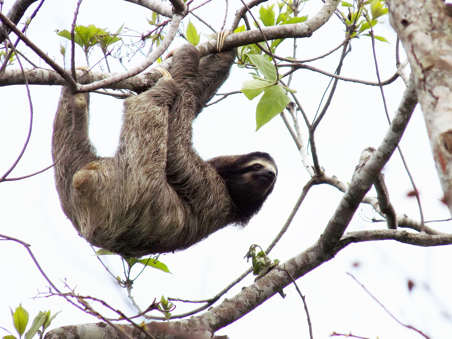 Brown-Throated Three-Toed Sloth