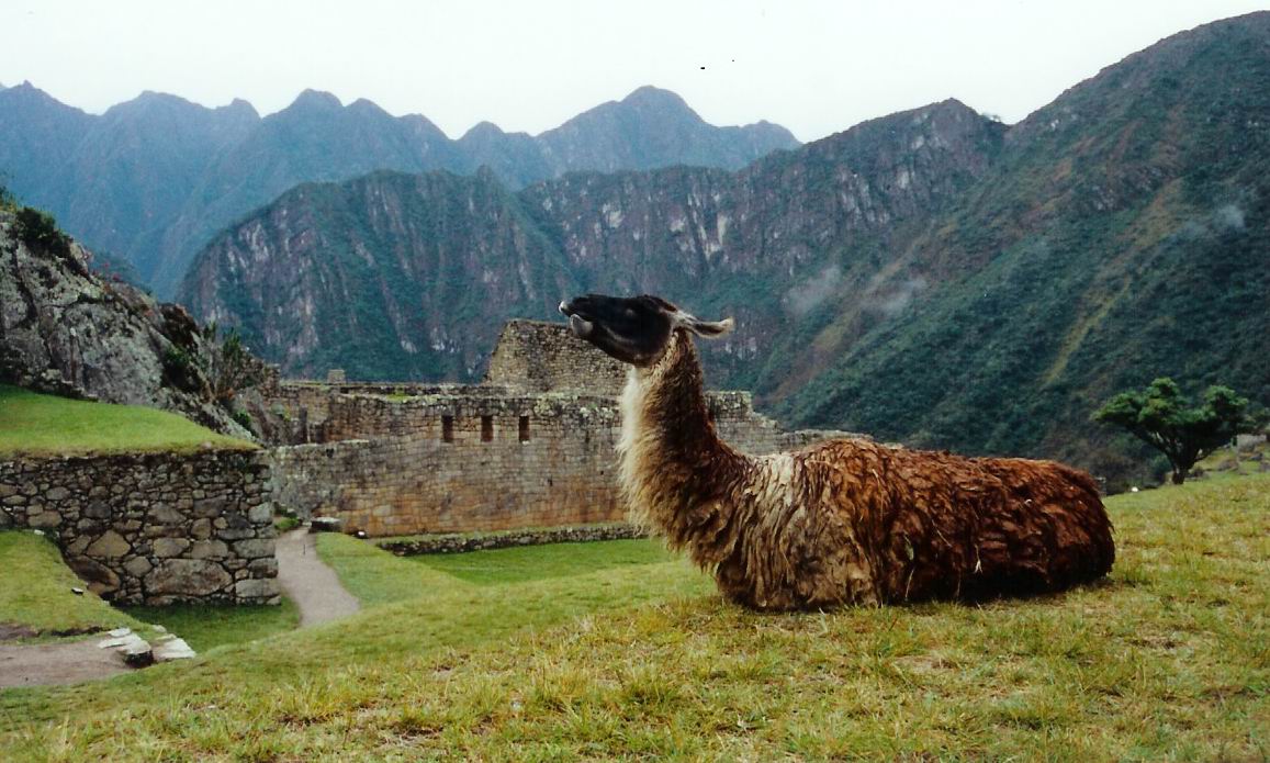 Machu Pichu Llama