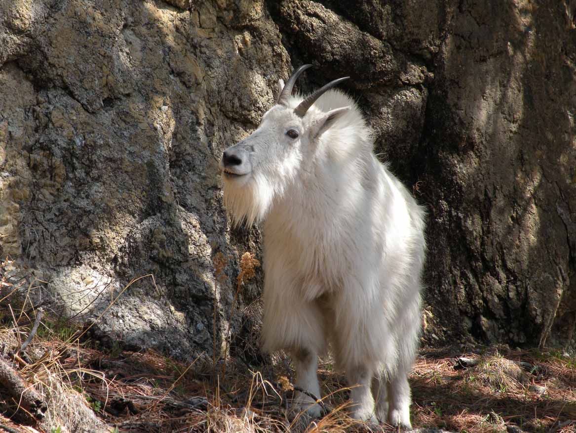 Mountain Goat in the Black Hills